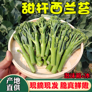 广西桂林新鲜甜杆西兰苔芦笋清甜脆嫩西兰花苔西蓝苔现摘农家蔬菜