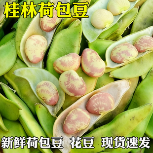 广西桂林新鲜大荷包豆带管发货花豆大肾豆香茹豆桂林特产煲汤焖煮
