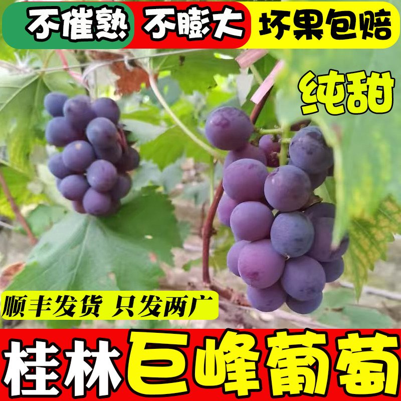 广西桂林兴安大溶江现摘巨峰葡萄自然熟果新鲜当季9斤非夏黑提子