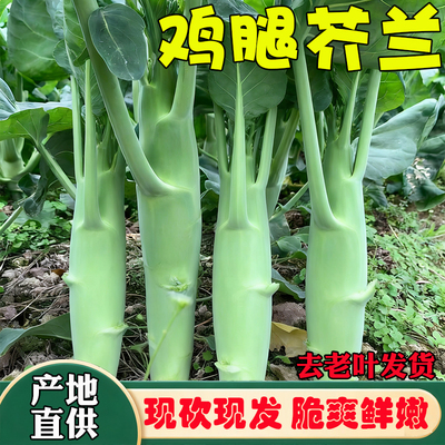 广西桂林鸡腿芥兰新鲜蔬菜现砍现发脆嫩鲜嫩去老叶发货芥兰笋芥蓝