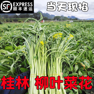 (顺丰包邮)2025年冬新上广西桂林正宗柳叶菜心霜后新鲜柳叶菜花