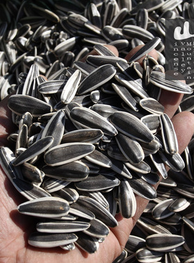 25年现炒熟内蒙古赤峰363原味特大瓜子黑葵花子 生毛嗑食用零食