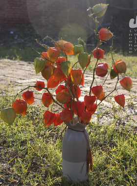 25年东北风格红姑娘干果花束锦灯笼红灯笼山姑娘干花束摆饰装饰