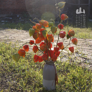 25年东北风格红姑娘干果花束锦灯笼红灯笼山姑娘干花束摆饰装饰