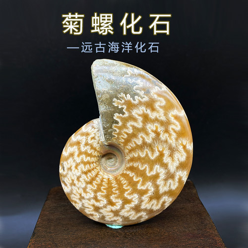 玉化螺风神菊石古生物化石摆件