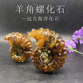天然羊角螺化石海洋古生物窦维雷菊石科普教学标本礼品把玩摆件