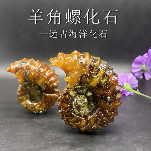 玉化羊角螺化石科普教学标本把玩