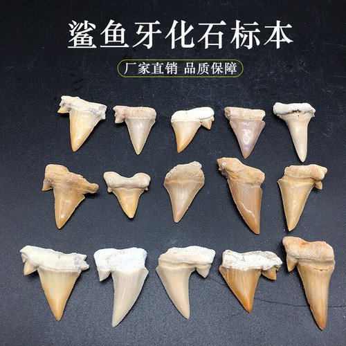 多宝灵石鲨鱼牙化石科普教学标本