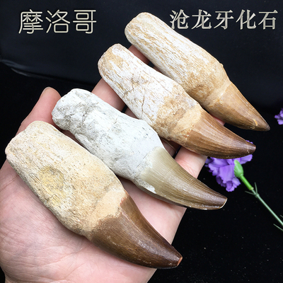 化石科普远古生物收藏沧龙牙摆件