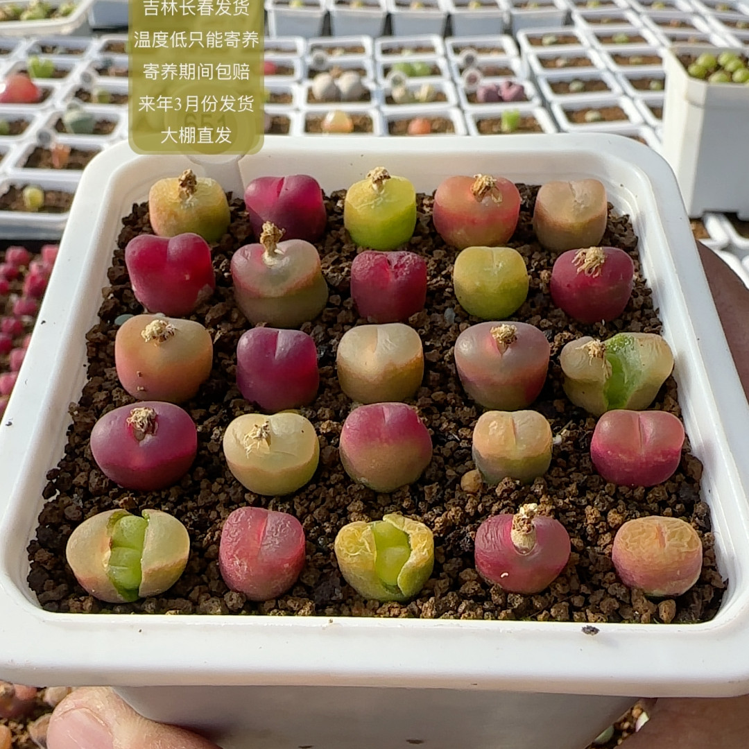 651号25颗优选彩色毛汗尼,鲜花速递/花卉仿真/绿植园艺,多肉植物,淘宝优惠券,粉丝福利购,淘宝优惠卷