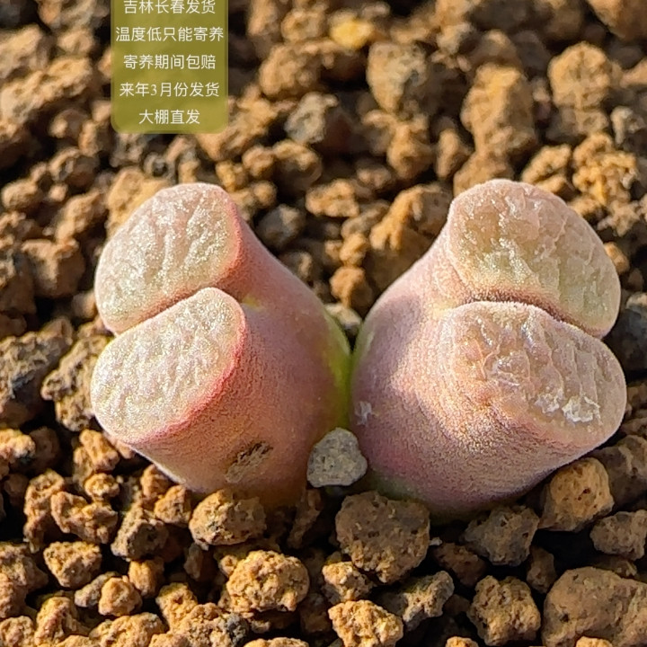 372号双头班克雪花磁铁,鲜花速递/花卉仿真/绿植园艺,多肉植物,淘宝优惠券,粉丝福利购,淘宝优惠卷