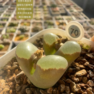 70号双头大熊猫磁铁