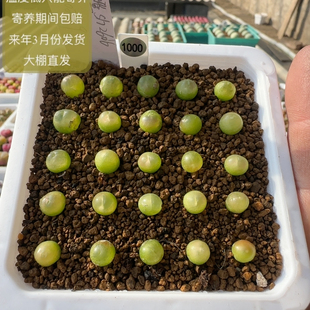 1000号25颗紫皮拉登