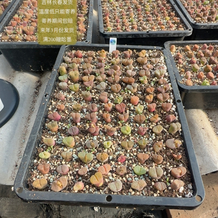 479号一盆彩色风铃脱土发货