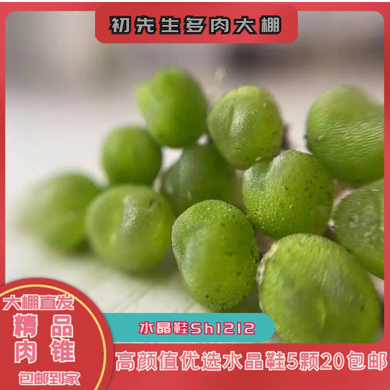 sh1212水晶鞋肉锥一年发货标准0.5cm 包邮颗粒感超足品相如图