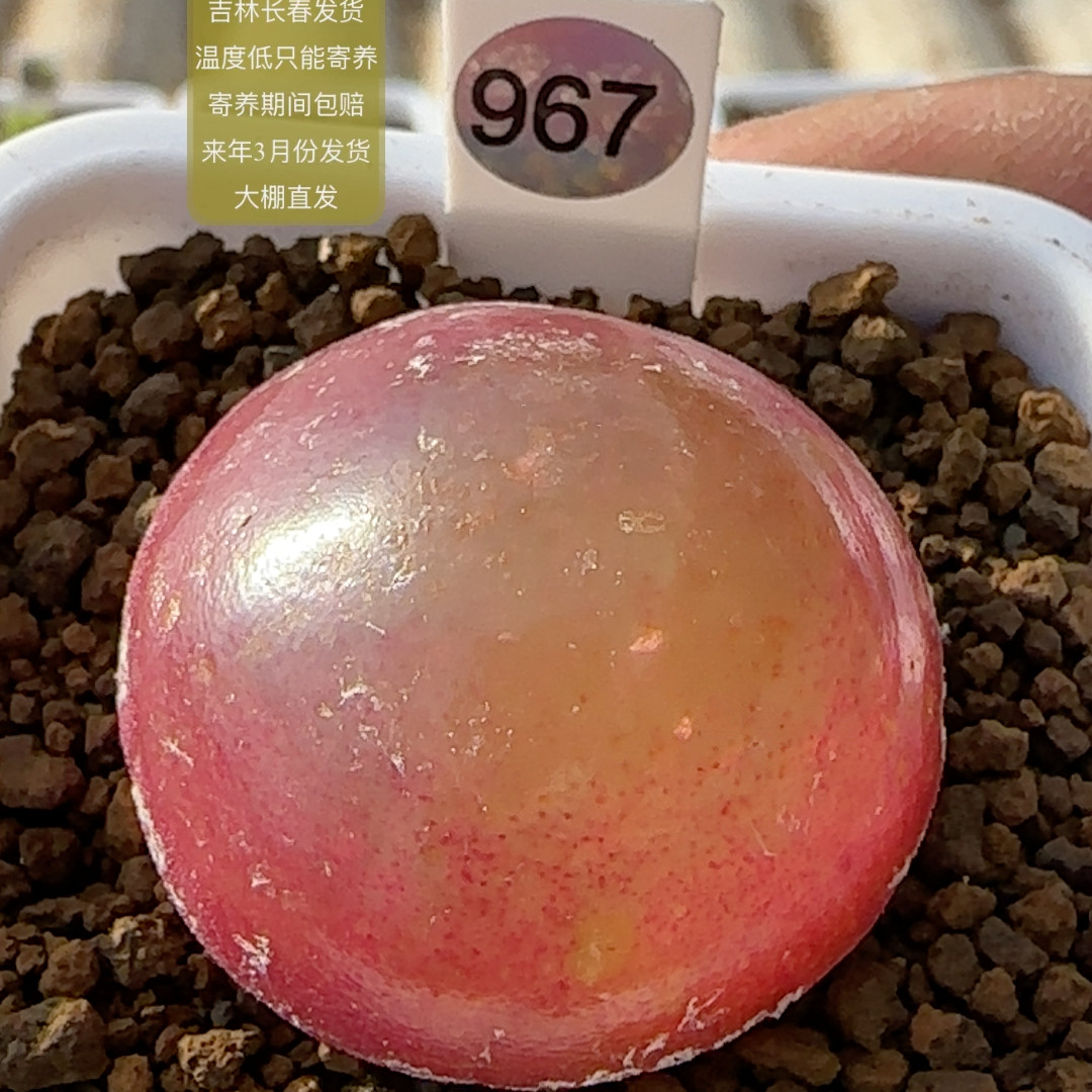 967号大红灯泡尺寸3.2+,鲜花速递/花卉仿真/绿植园艺,多肉植物,淘宝优惠券,粉丝福利购,淘宝优惠卷