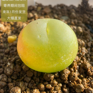 943号紫皮拉登尺寸1.5