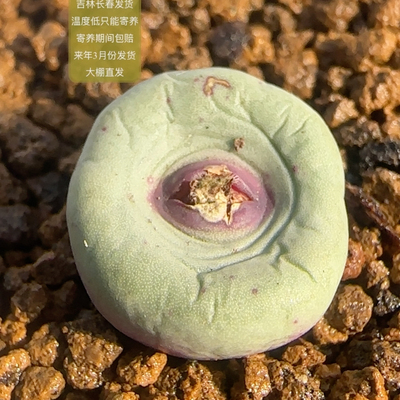 688号杂交超美红嘴