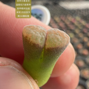 706号黄色窗风铃