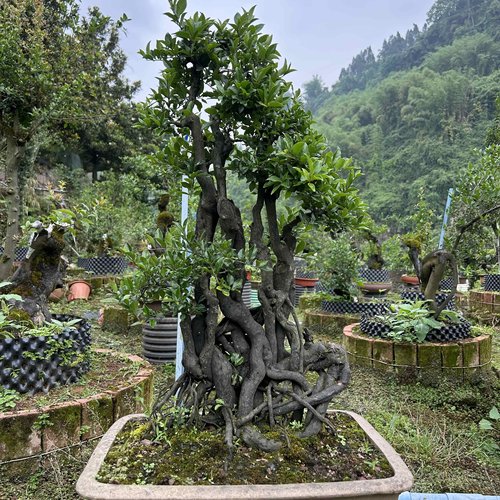 金弹子盆景造型盆景碳化老桩