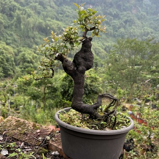 金弹子盆景小山灌木原生母树公树嫁接血红果