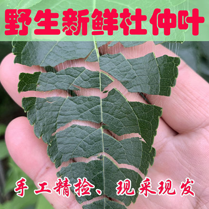 新鲜野生杜仲叶现摘现发伏牛山深山老树杜仲叶子非干货500g包邮
