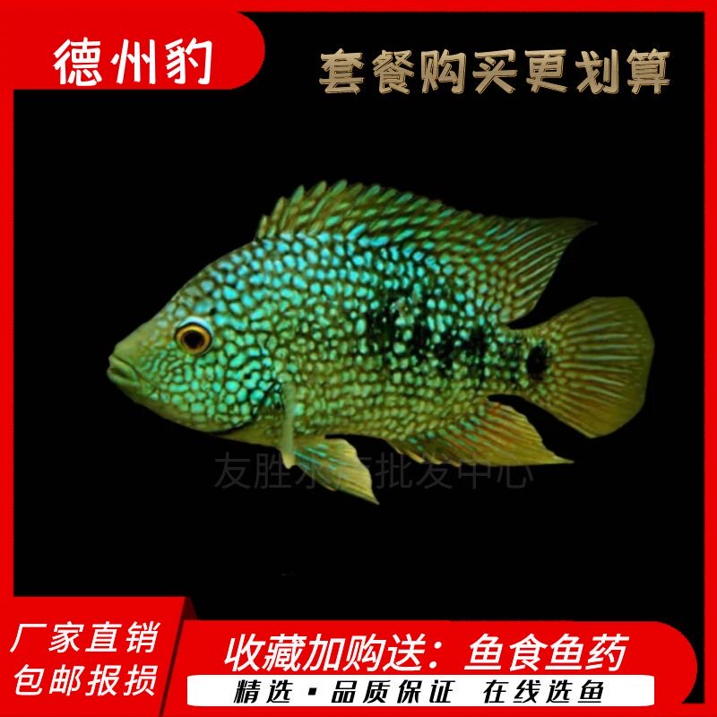 德州豹鱼绿巨人鱼德萨斯豹鱼慈鲷鱼凶猛鱼观赏热带鱼发财鱼风水鱼