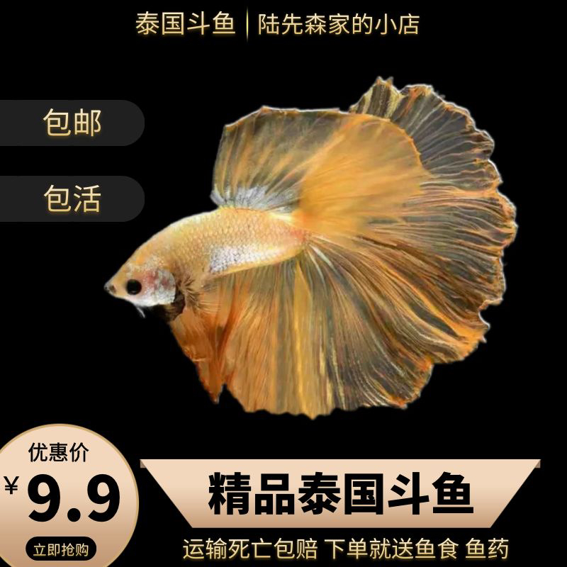 公母斗鱼淡水好看斗鱼