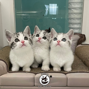 曼基康矮脚猫幼猫纯种拿破仑蓝金渐层米努特短腿活体猫咪CFA猫舍