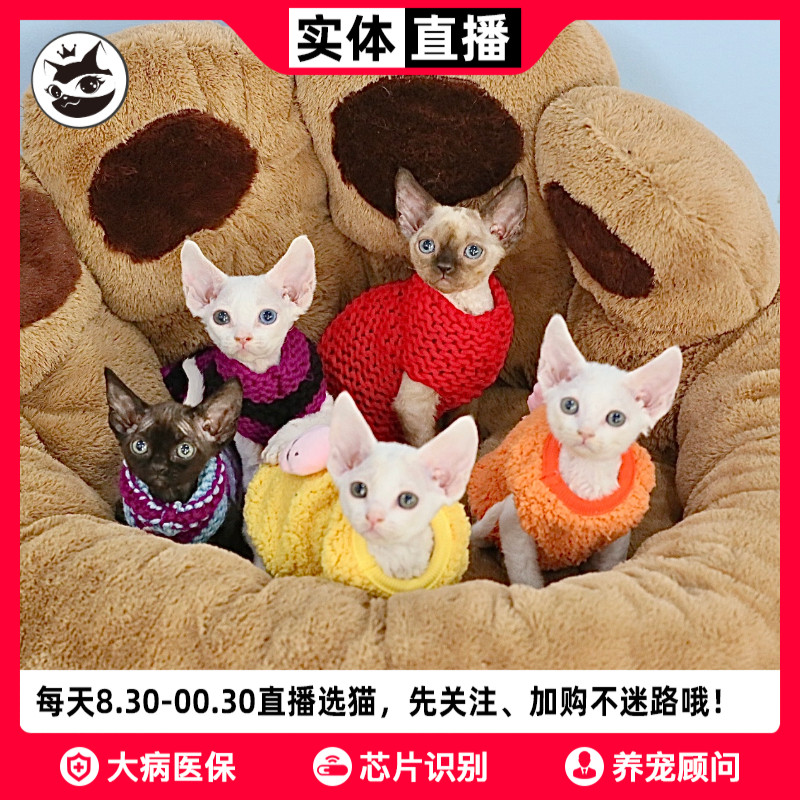 铲屎公社 德文卷毛猫幼猫 纯白德文卷毛猫幼崽宠物猫咪上海猫舍