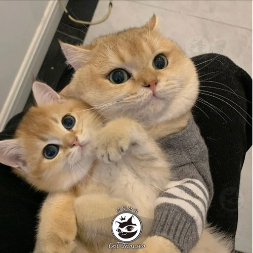 【赛级熊版脸】英短金渐层猫幼崽蓝金幼猫纯种银渐层猫上海猫ny12