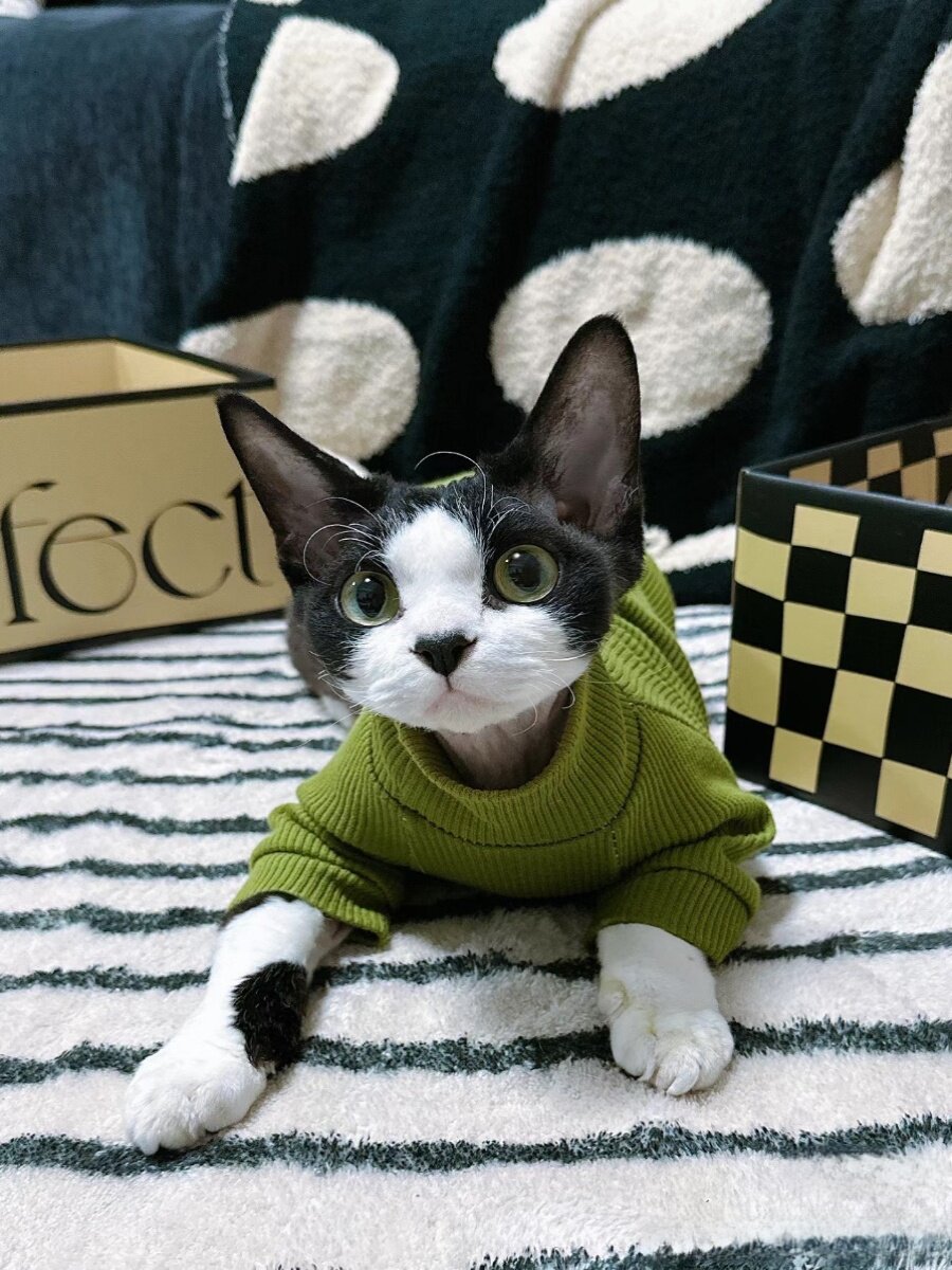 德文卷毛猫幼猫纯种高智商不掉毛帝王猫纯黑纯白开脸虎斑活体猫咪
