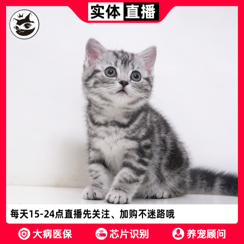 美国短毛猫加白 图片 价格 多少钱 什么值得买