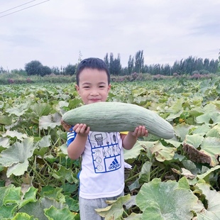 箱 3个装 6斤 新疆沙漠贵族南瓜5 粉糯香甜宝宝辅食