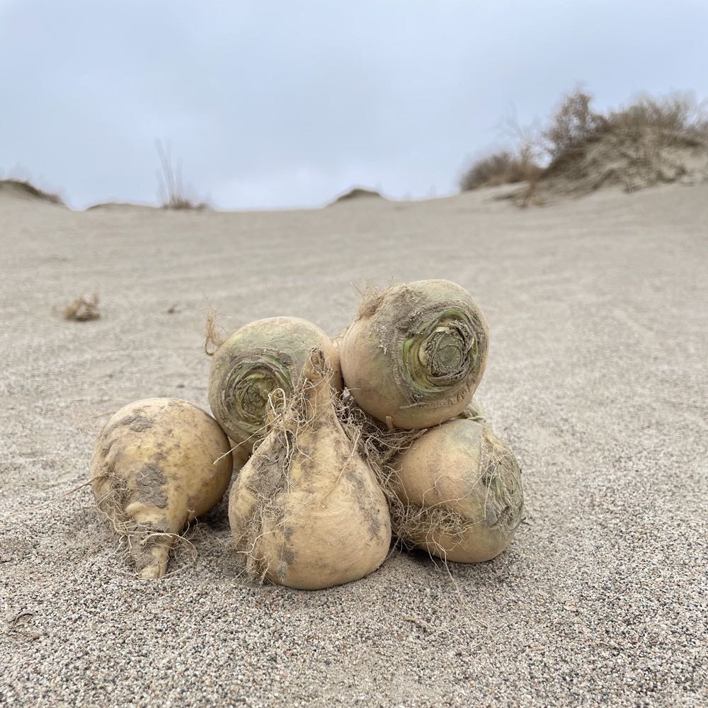 新疆黄肉恰玛古2500g 适合炖肉 有大有小的 裂口的不影响吃