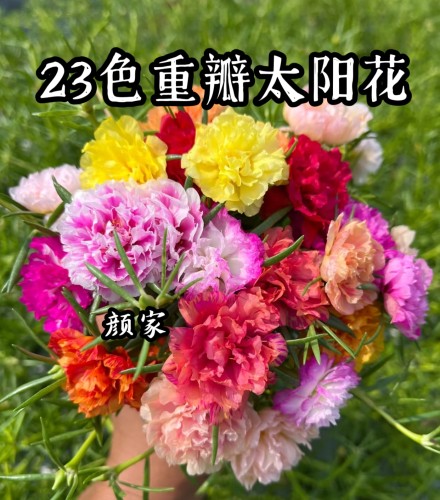 重瓣太阳花苗宿根混色植物绿植盆栽庭院花卉阳台多年生带花苞进口