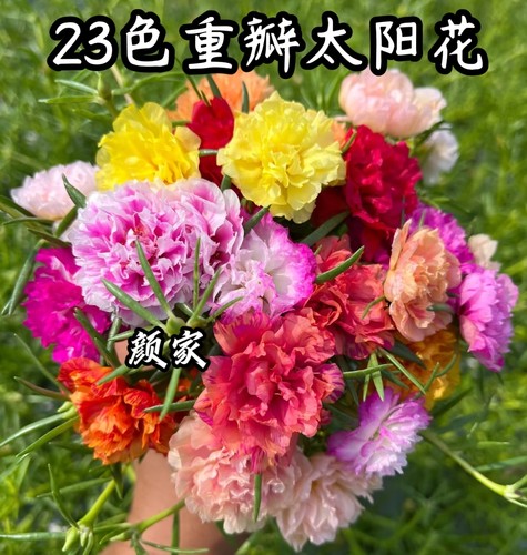 重瓣太阳花苗宿根混色植物绿植盆栽庭院花卉阳台多年生带花苞进口
