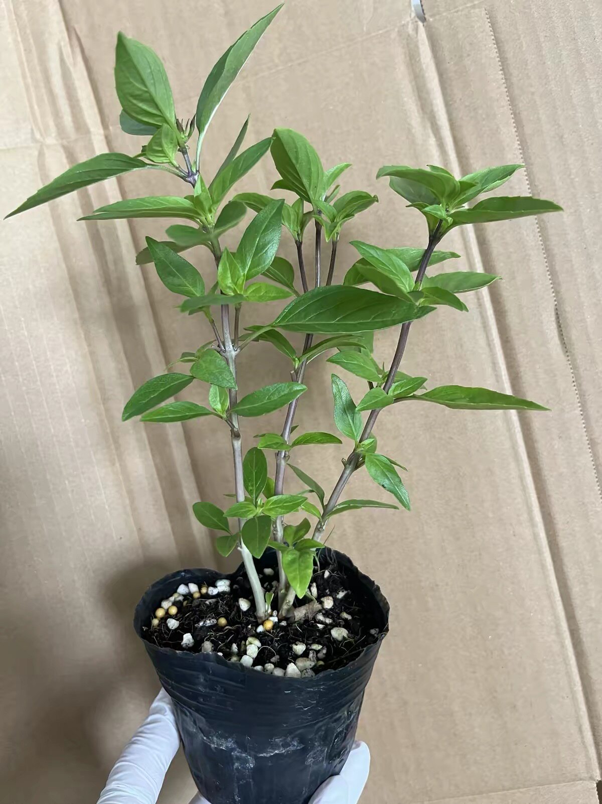 台湾红骨九层塔盆栽金不换三杯鸡香草植物