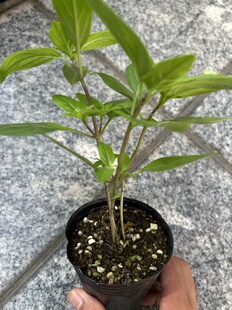 台湾红骨九层塔盆栽金不换九层塔苗三杯鸡罗勒苗盆栽红骨红花包邮
