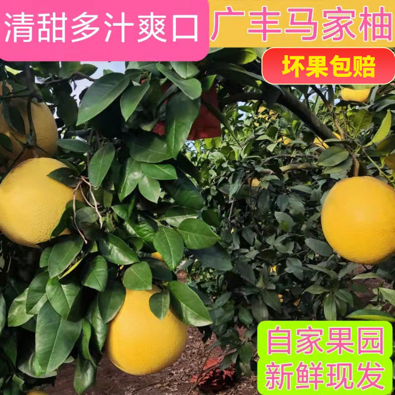江西上饶广丰马家柚新鲜红心柚子孕妇当季水果柚子特产礼盒装蜜柚