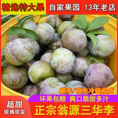 现货速发正宗翁源三华李韶关红心
