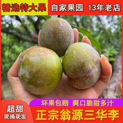 正宗翁源三华李现摘广东韶关特产精选特大果超甜多汁红心李子包邮