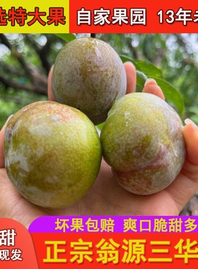 广东翁源三华李现摘特大果爽脆甜