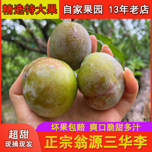 广东翁源三华李现摘特大果爽脆甜