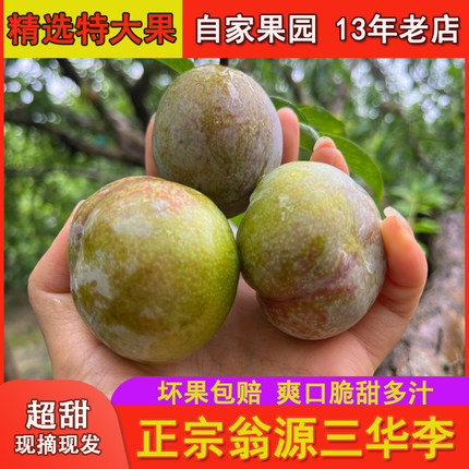 正宗翁源三华李现摘广东韶关特产精选特大果超甜多汁红心李子包邮