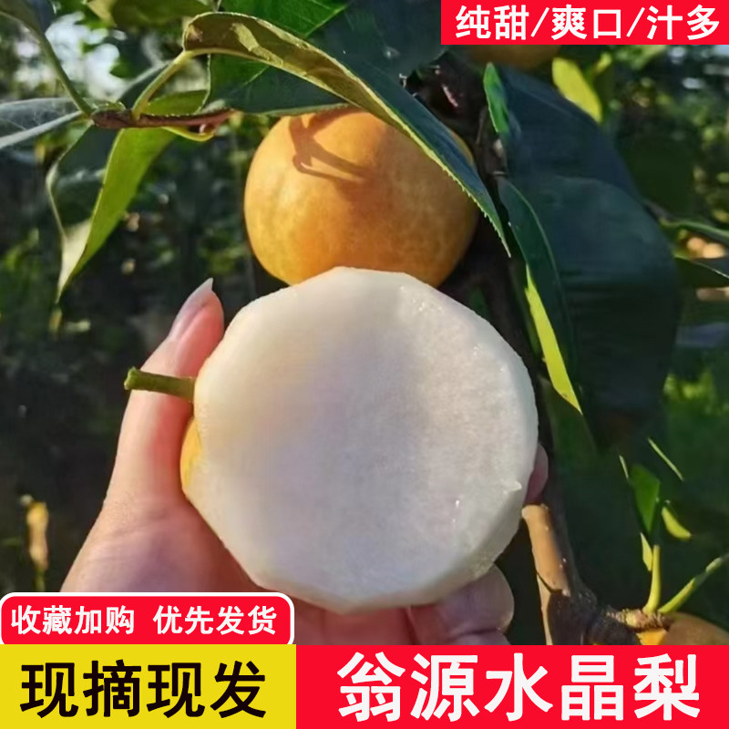韶关脆冠梨子农家新鲜现摘现发