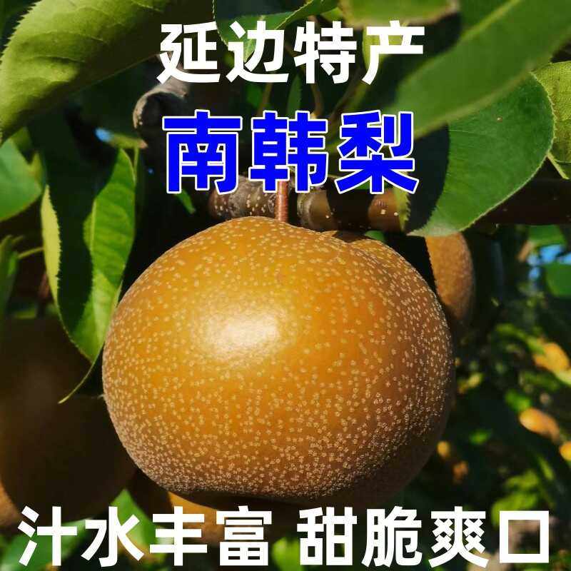 延边南韩梨当季脆甜多汁新鲜水果