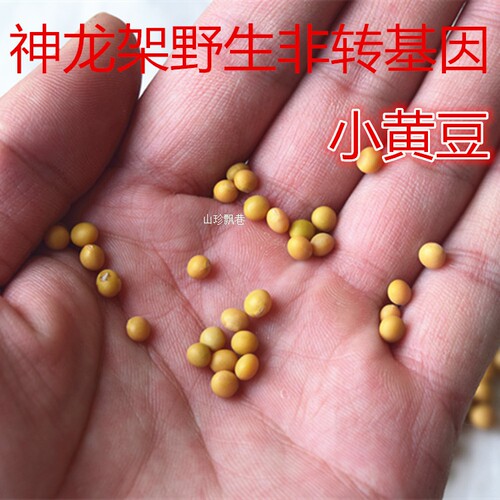 小黄豆打豆浆老品种自产