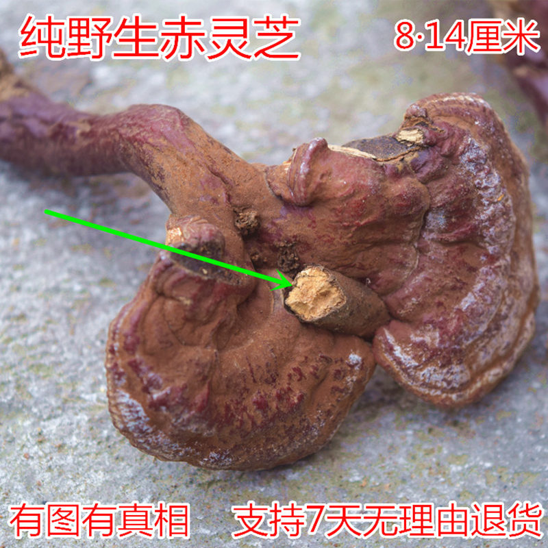 神农架纯野生赤灵芝 野生整枝林芝大灵芝红灵芝菌可切片磨粉250克