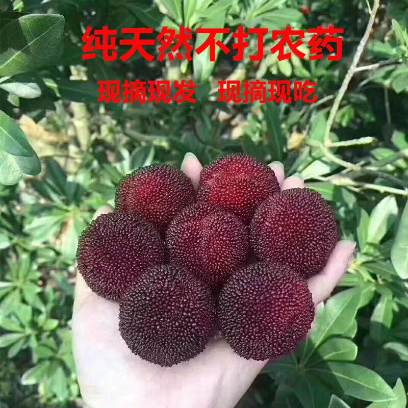百年老树东山乌紫杨梅，超甜多汁，让你吃了停不下来